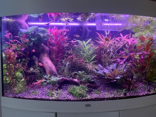 Pianta vera acquario - vera, dolce