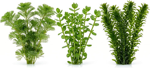 Set piante vere acquario - set,