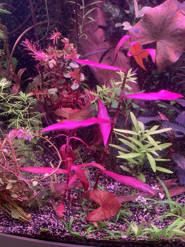 Persicaria san paulo - paulo, 1