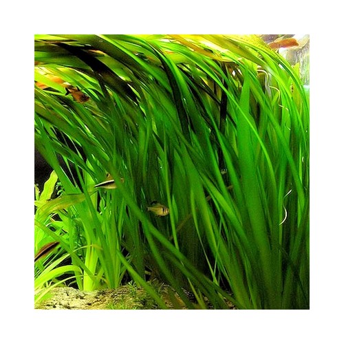 Vallisneria gigantea circa - x,