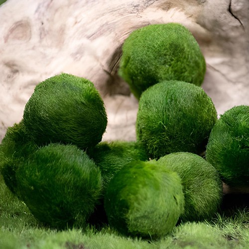 Marimo alga palla 2 - marimo, 2/4