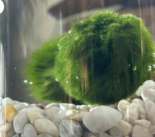 Marimo mos ball naturali - 6x,