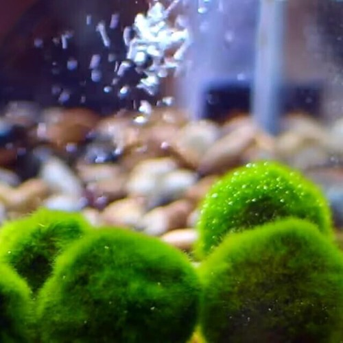 Pezzi marimo alga - 10, 2/4
