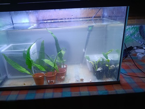 Piante vere per acquario - vere,
