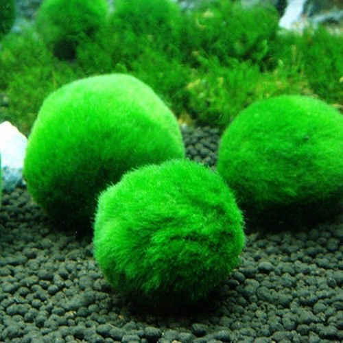 Marimo alga palla 3 4 - alga,