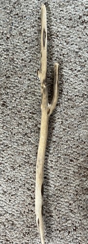 Pianta acquario naturale - , 22,5"