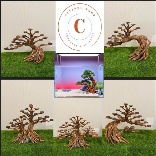 Albero bonsai acquario