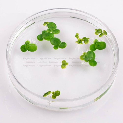 Mini acquario anatra - , plastica