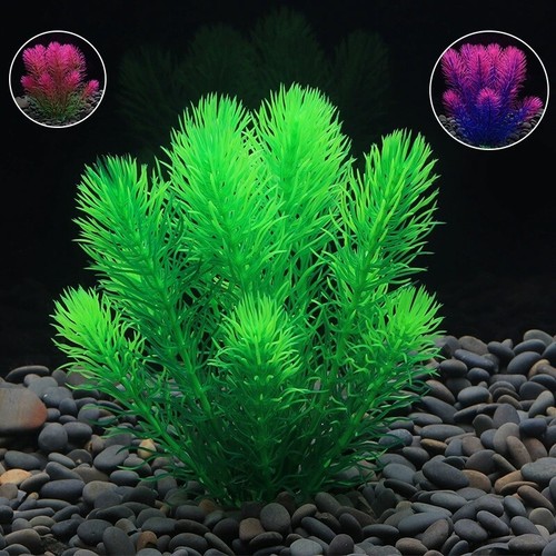 Acquario - 1, pz