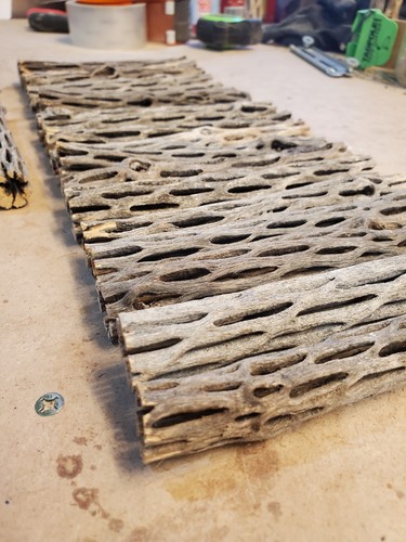 Pezzi tronchi cholla 6 - cholla, da