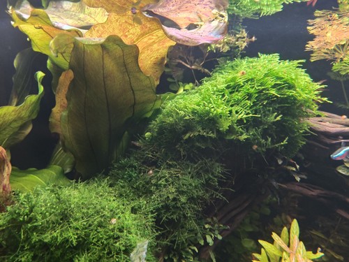 Piante vere per - piante, acquario
