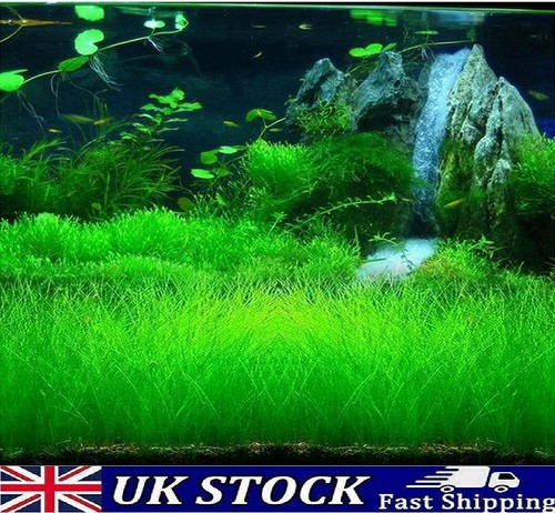 Semi erba per acquario - erba,