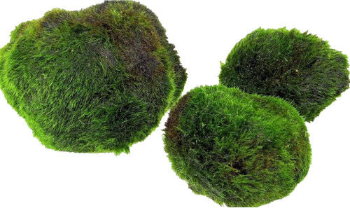 Alga alghe marimo - alghe,