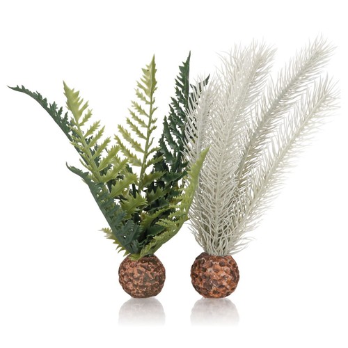 Biorb cardo felce pianta - felce,