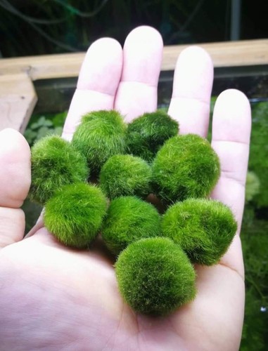 Marimo cm pianta vera - cm,