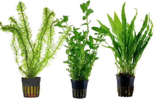 Set piante vere acquario - vere,