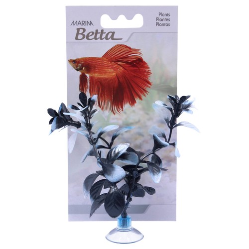 Marina betta pianta - marina,