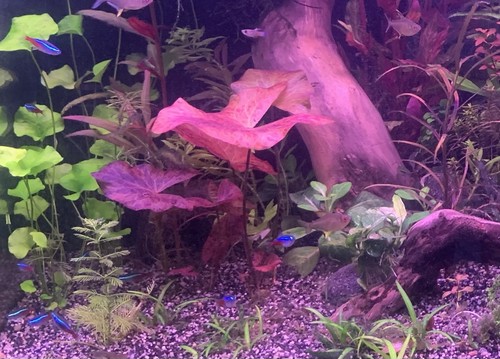 Pianta piante acquario - pianta, dolce