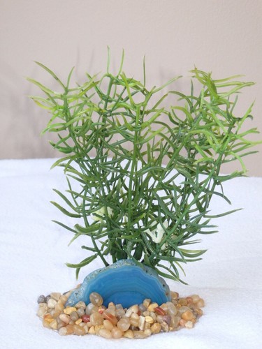 Pianta plastica diti - in,
