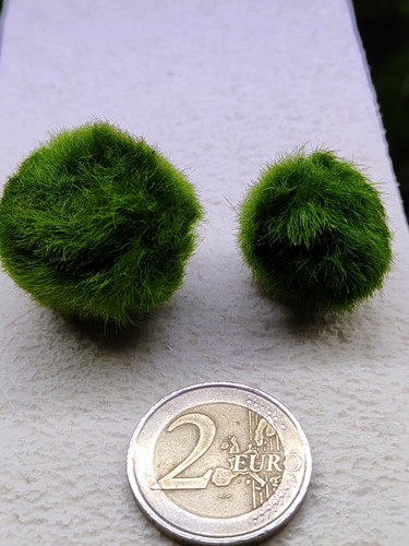 Marimo cm pianta vera - ,