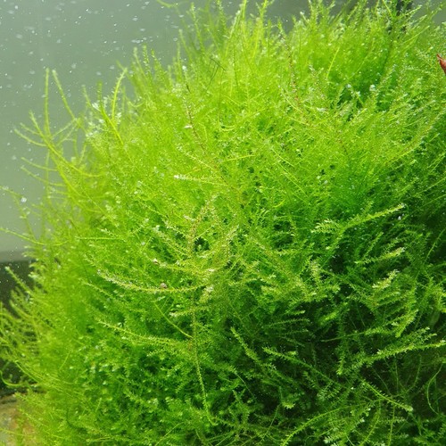 Pianta piante vere - vere, rare