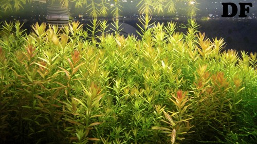 Piante acquario vere vive - acquario,