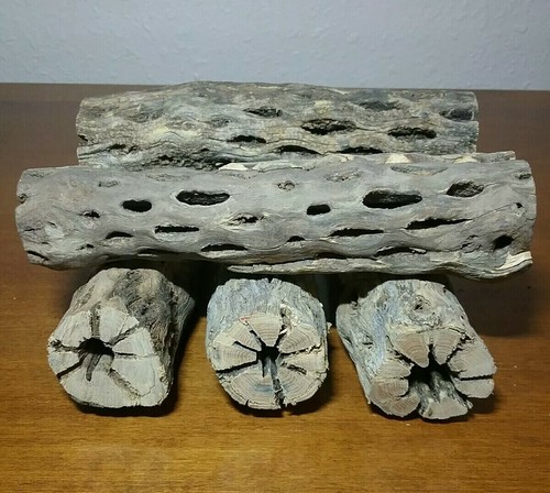 Pezzi spessi cactus - di, in