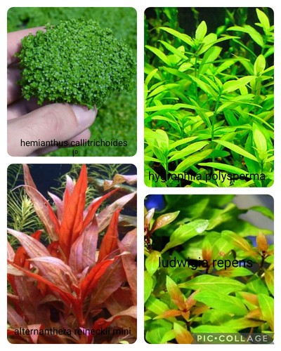 Piante acquario rosse vere - piante,