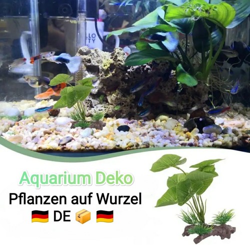 Piante decorative acquario - decorative,