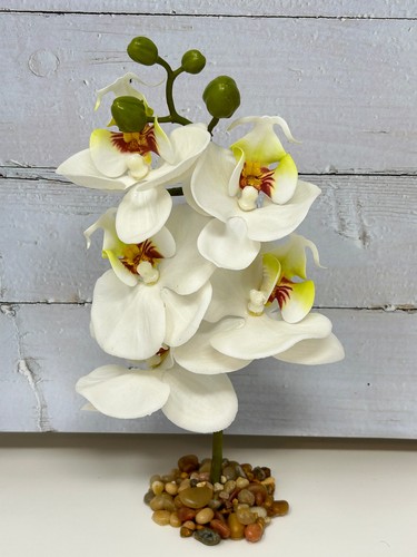 Pollici orchidea - 10,